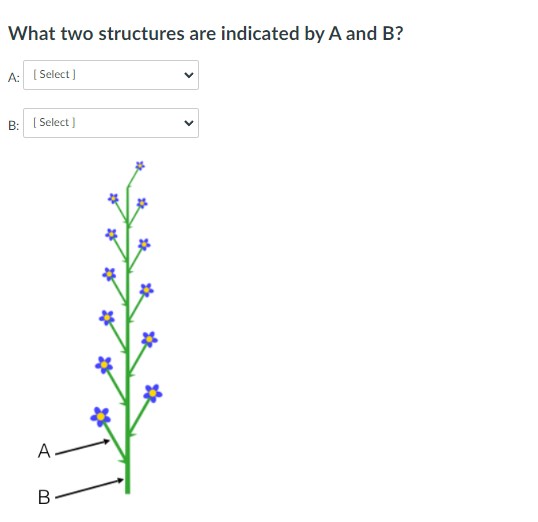 Solved What Two Structures Are Indicated By A And B ? | Chegg.com