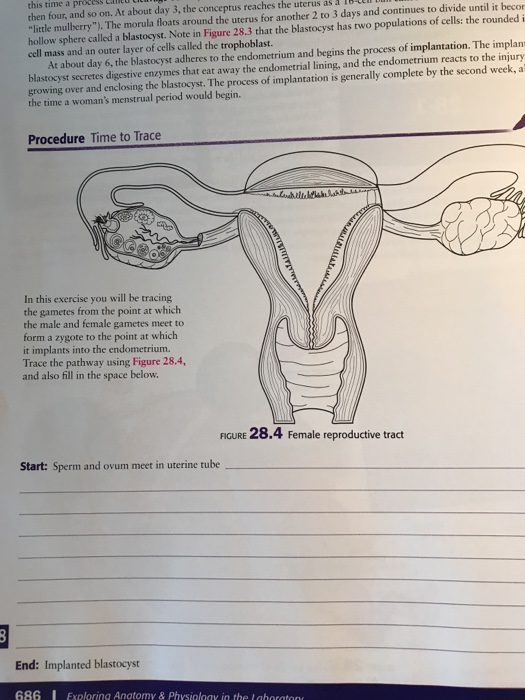 Solved in this exercise you will be tracing the gametes from | Chegg.com