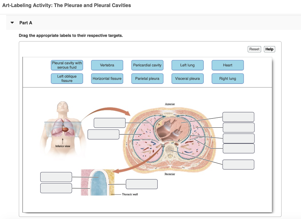 Solved Art-Labeling Activity: The Pleurae and Pleural | Chegg.com