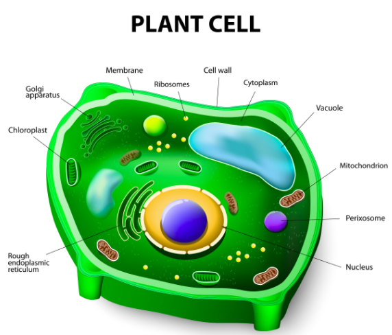 Learning Task 15 1 Comparing Plant And Chegg Com