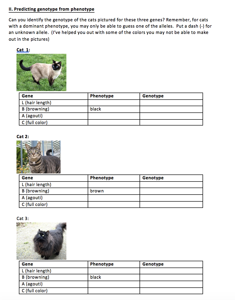 Solved I Introduction To Cat Genetics To Consolidate An Chegg Com