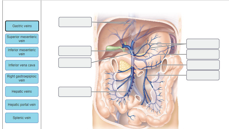 Solved Gastric Veins Superior Mesenteric Vein Inferior Chegg Com