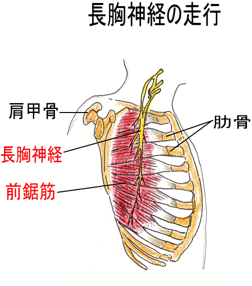 解剖学 神経系 Flashcards Chegg Com