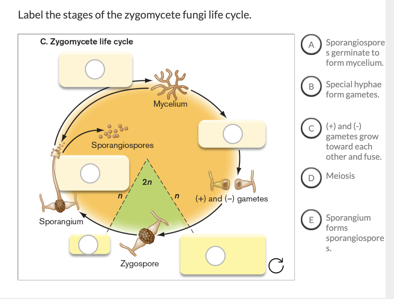 phylum zygomycota life cycle