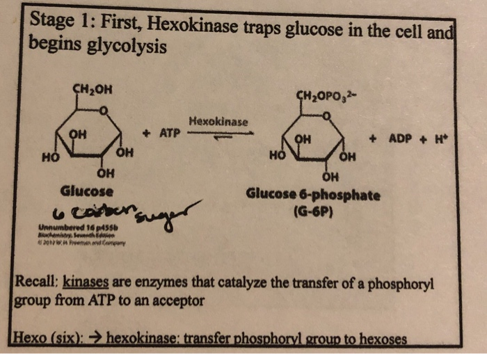 Solved Hexokinase catalyzes the first step in glycolysis and
