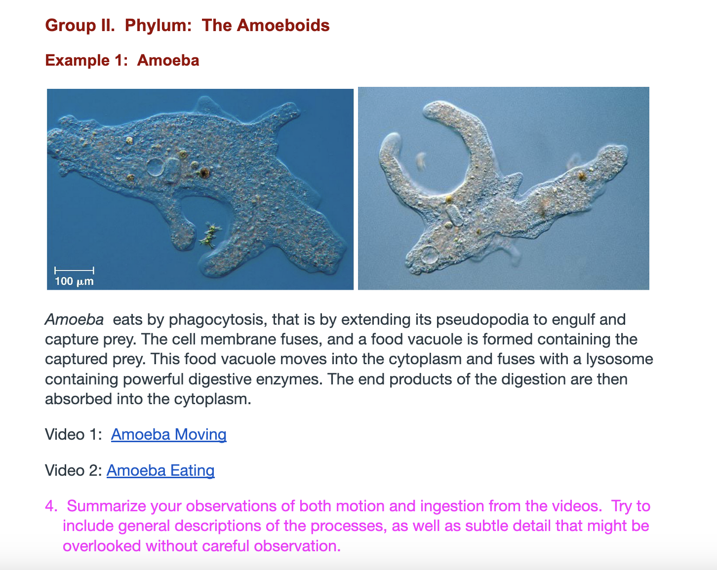 phagocytosis amoeba