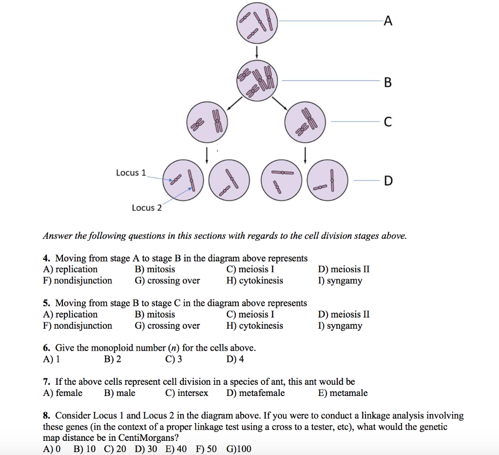 Solved A So B 96 C 86 Locus 1 D Locus 2 Answer The Following | Chegg.com