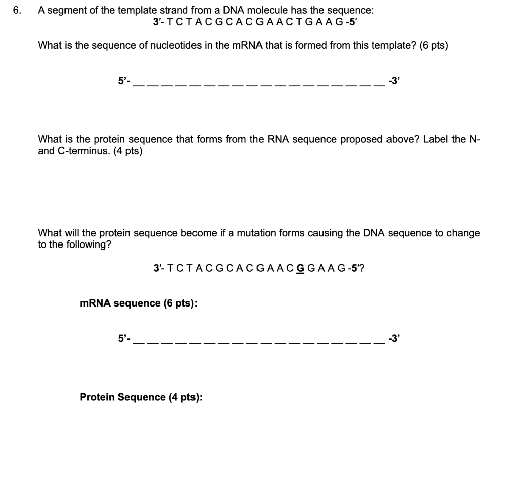 Solved 6. A segment of the template strand from a DNA | Chegg.com