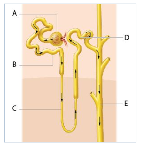 Solved : Final site of processing (reabsorption and | Chegg.com