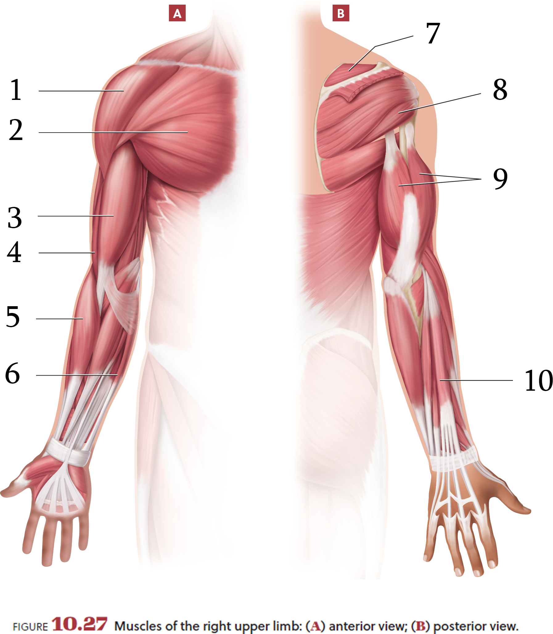 Solved FIGURE 10.27 Muscles of the right upper limb: (A)