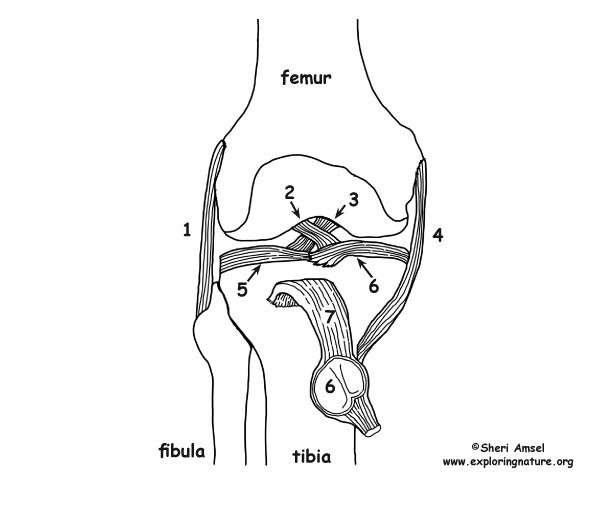 Solved Need help with the anatomy landmarks of the knee in | Chegg.com