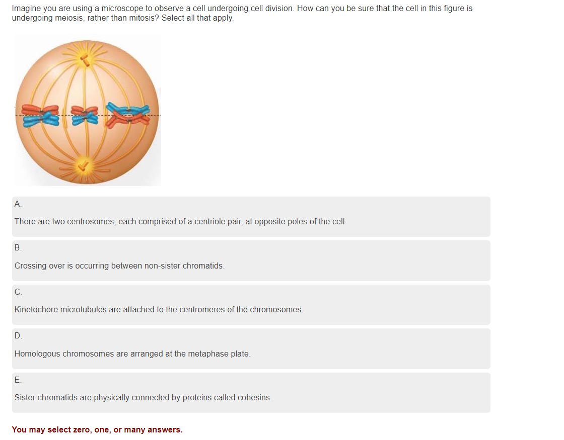 Solved Imagine you are using a microscope to observe a cell | Chegg.com