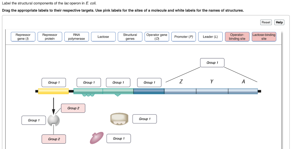 Use the appropriate function. Lac operon mechanism. Компонент Label. Structural components. Label the diagram рабочий стол.