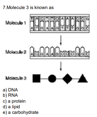 Solved 7.Molecule 3 is known as Molecule 3 a) DNA b) RNA c) | Chegg.com