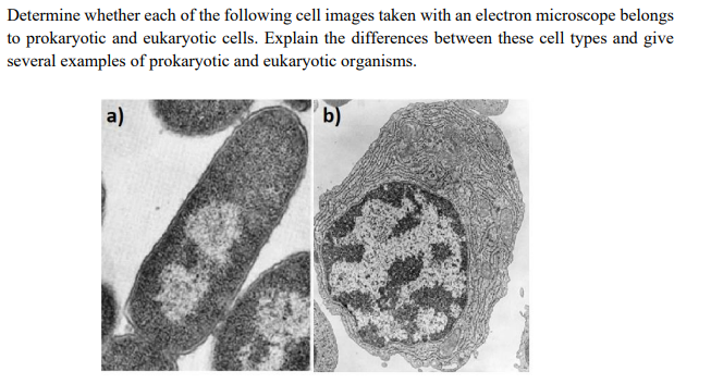 eukaryotic cells microscope