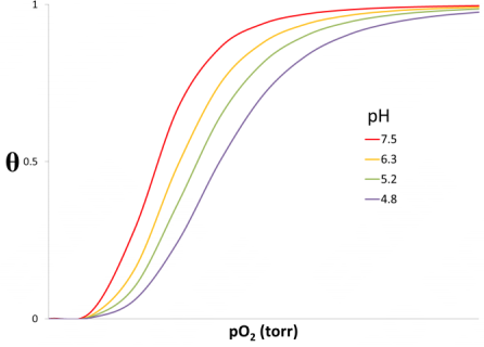 Solved The picture shows binding curves for hemoglobin | Chegg.com