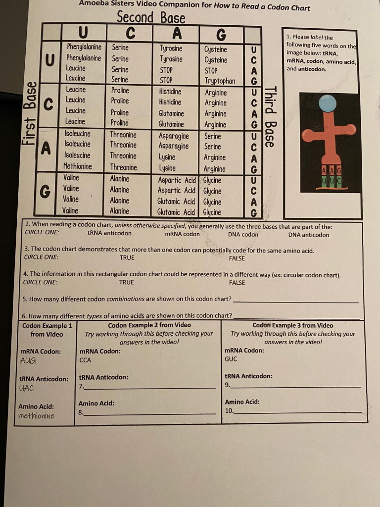 How To Read A Codon Chart Amoeba Sisters Answer Key