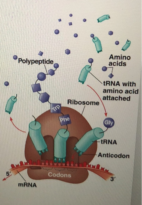 Protein Synthesis Translation Mastering Biology