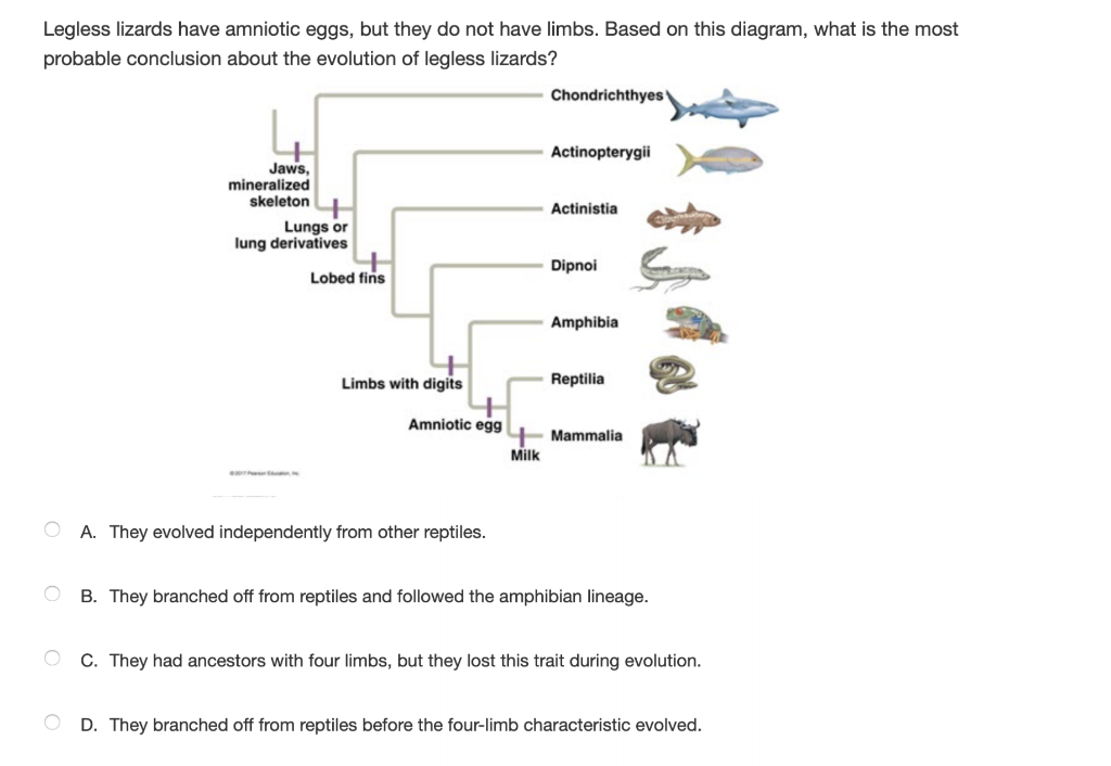 Solved Legless lizards have amniotic eggs, but they do not | Chegg.com