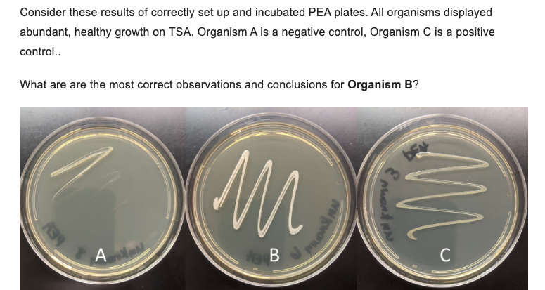 Consider these results of correctly set up and incubated PEA plates. All organisms displayed abundant, healthy growth on TSA.