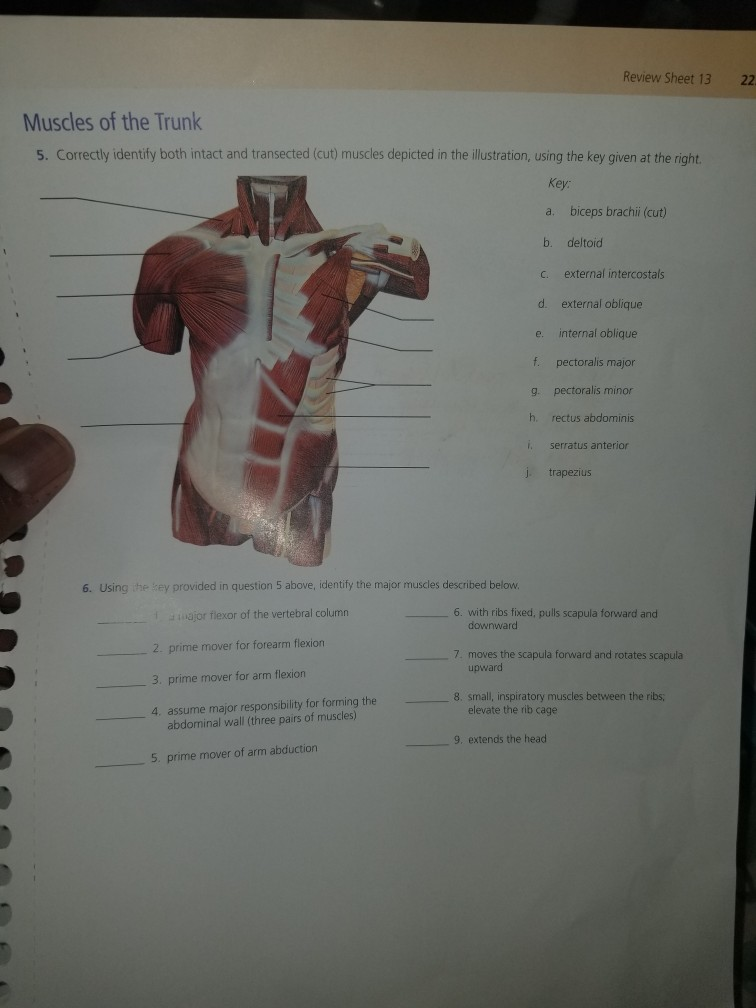 Solved Review Sheet 13 2 Muscles of the Trunk 5. Correctly | Chegg.com