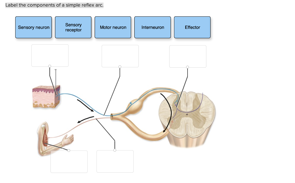 [Solved] Label the components of a simple reflex arc. Sen