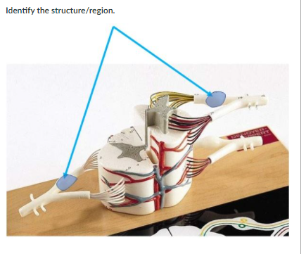 Solved Identify the structure/region. | Chegg.com