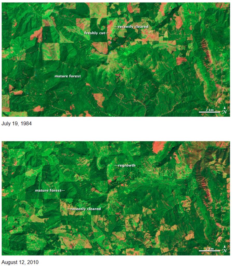 6-describe-how-the-forest-has-changed-between-1984-chegg