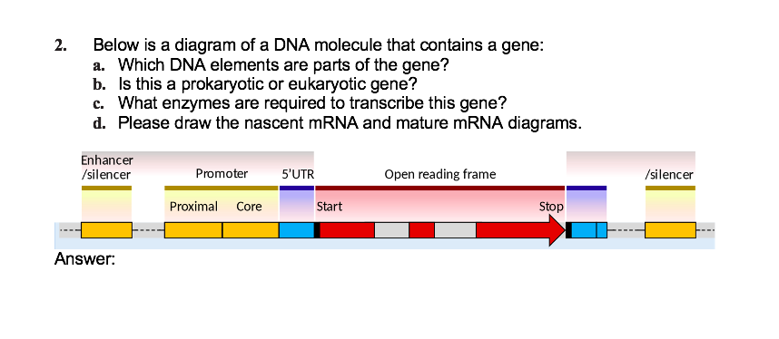 Solved 2. Below is a diagram of a DNA molecule that contains | Chegg.com