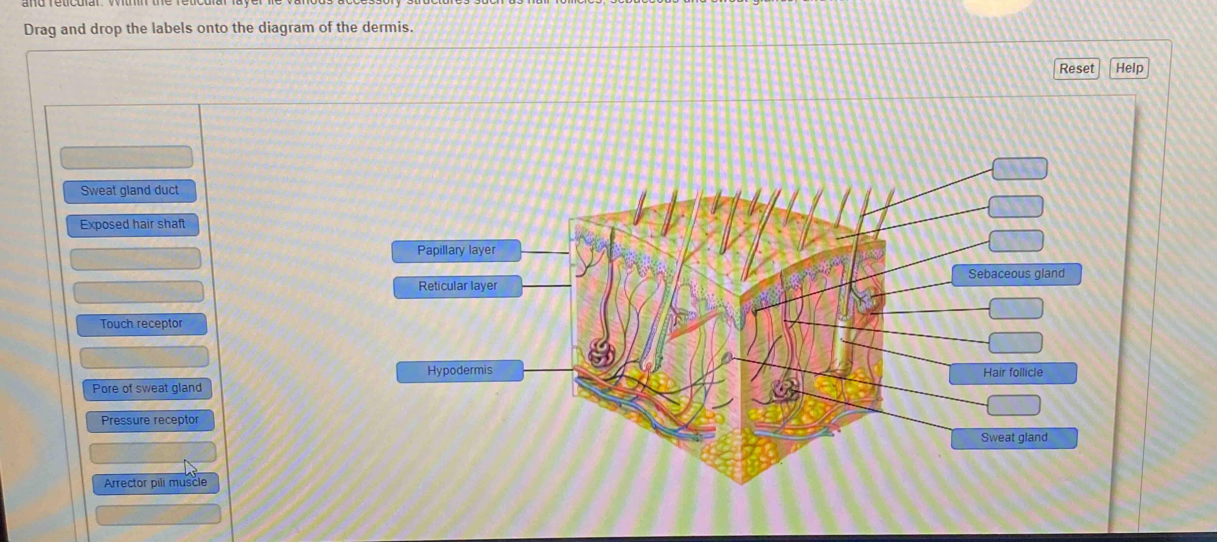 Solved Drag And Drop The Labels Onto The Diagram Of The 