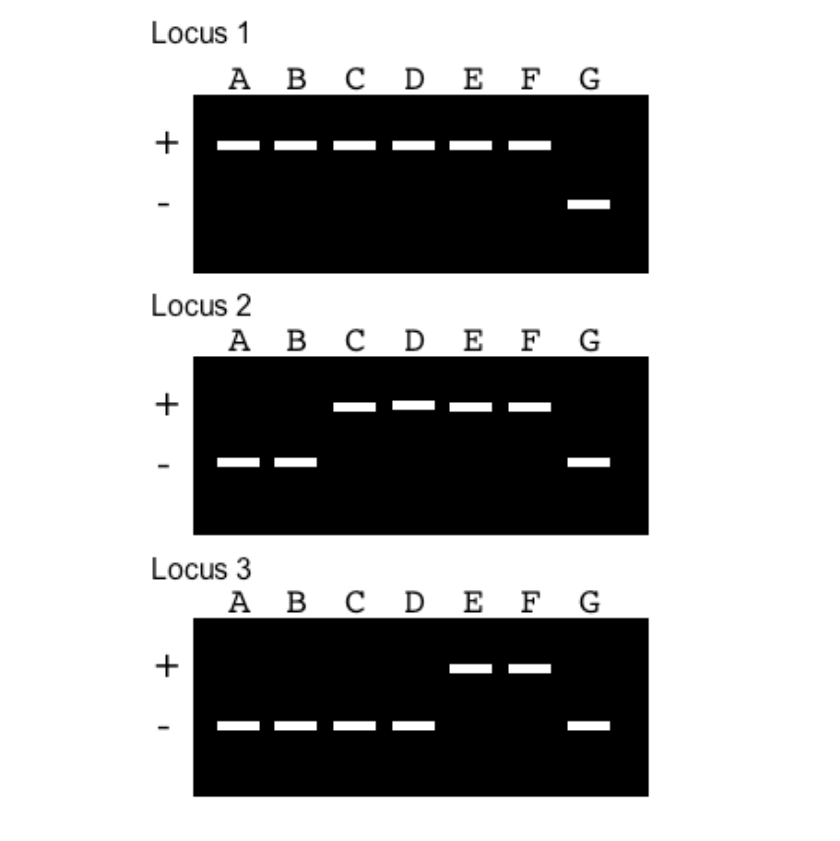 Results of locus-specific PCR products are shown for | Chegg.com
