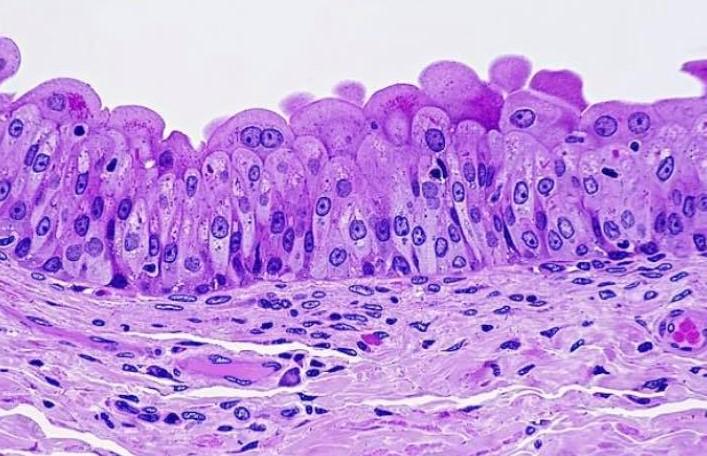 Solved 1. What is the name of the epithelium below? 2. What | Chegg.com