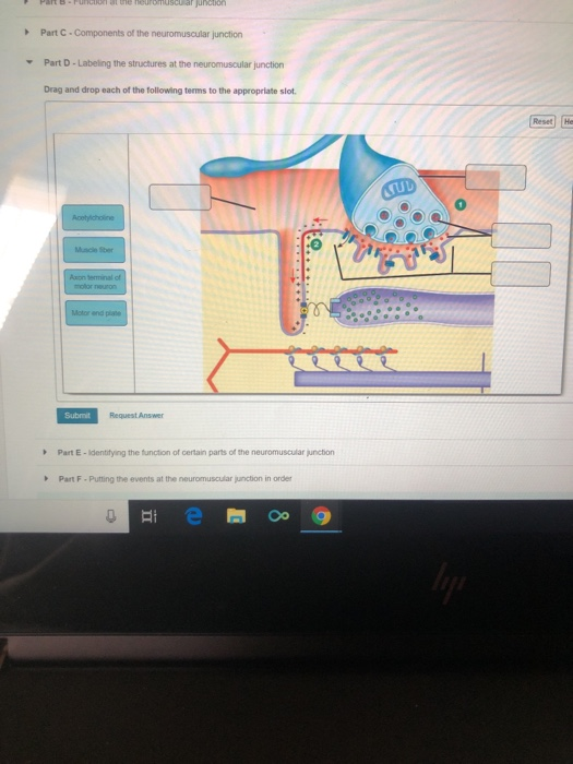 Solved Part C-Components of the neuromuscular junction Part | Chegg.com