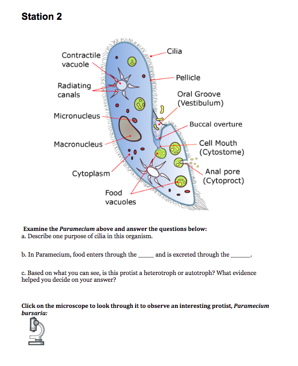 Solved Examine the Paramecium above and answer the questions | Chegg.com