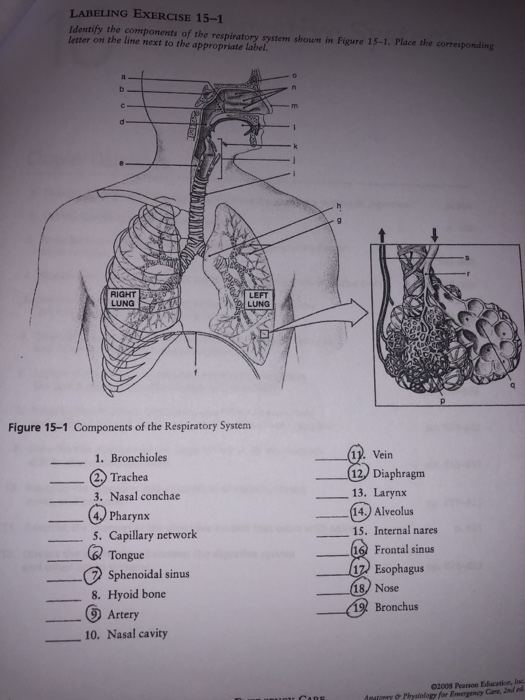 Solved LABELING EXERCISE 151 Identify The Components Of