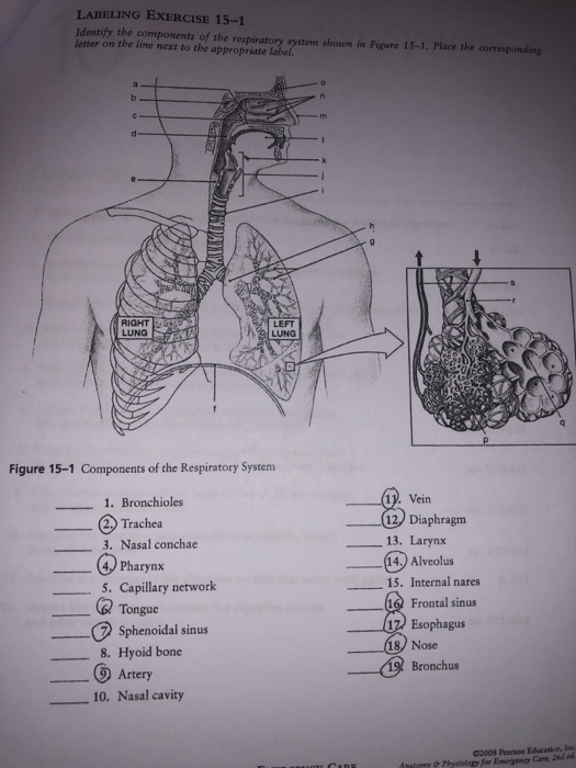 Label The Respiratory System Answers - Pensandpieces