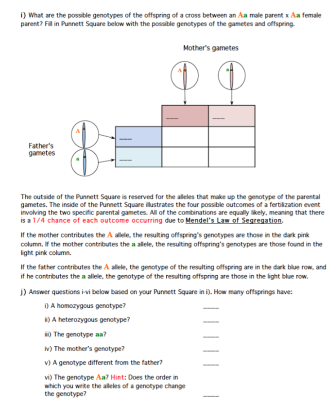 what-is-a-punnett-square-and-why-is-it-useful-in-genetics-what-is