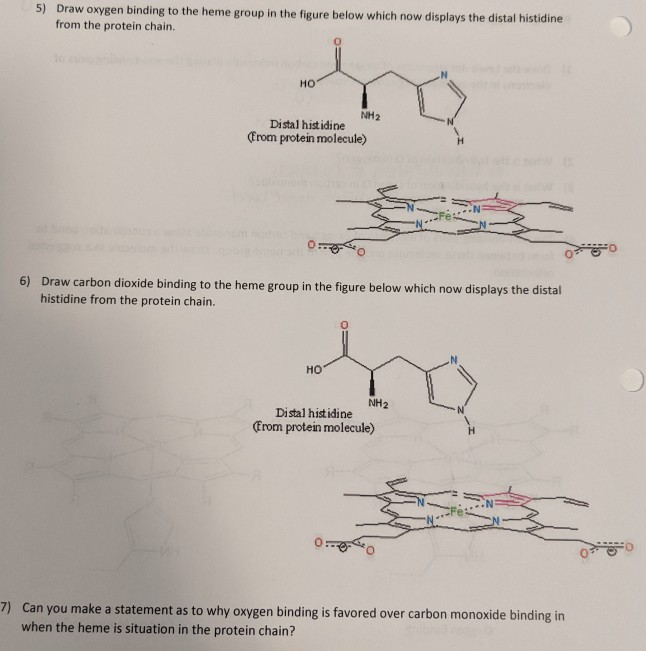 Solved 5) Draw oxygen binding to the heme group in the | Chegg.com