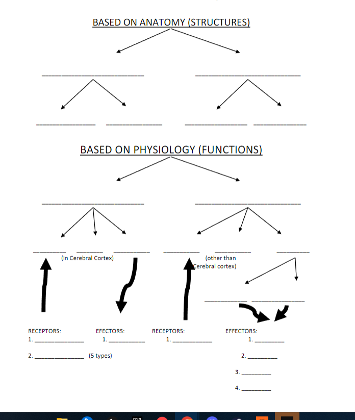 BASED ON ANATOMY (STRUCTURES) BASED ON PHYSIOLOGY | Chegg.com