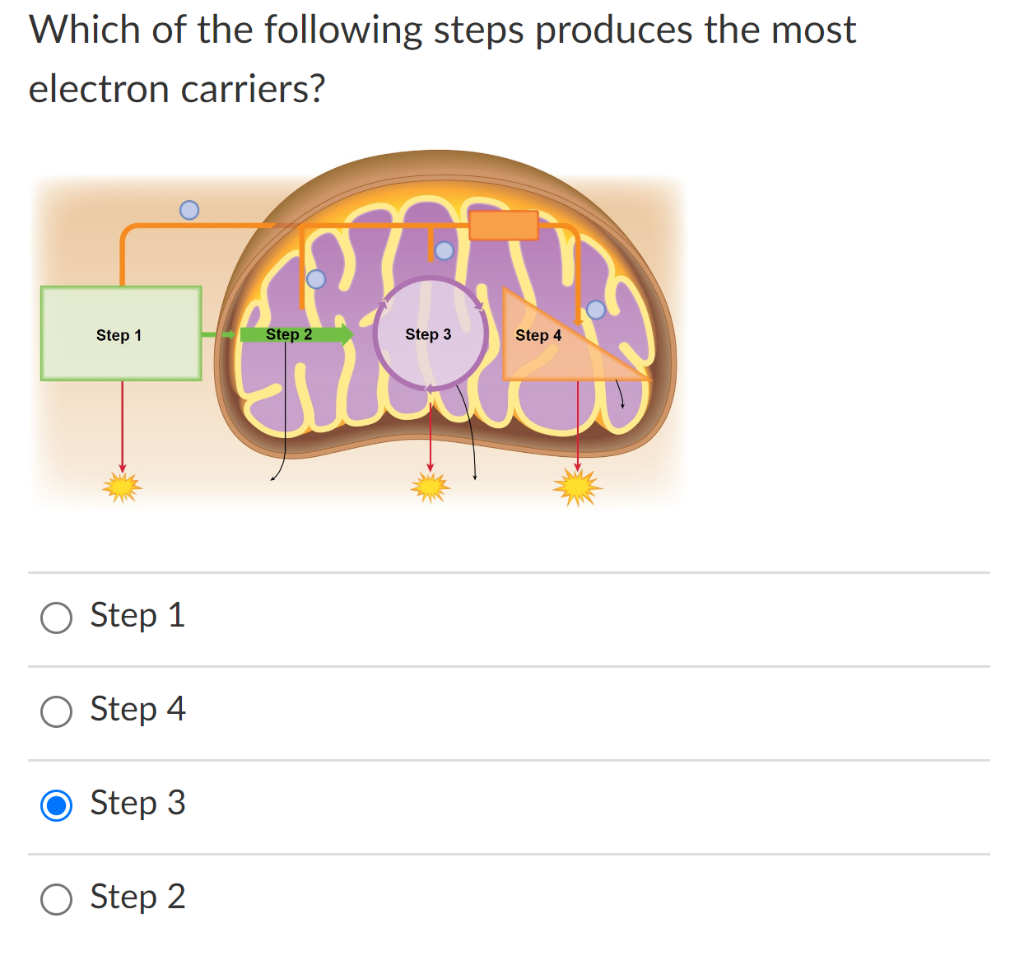 Solved Which of the following steps produces the most | Chegg.com