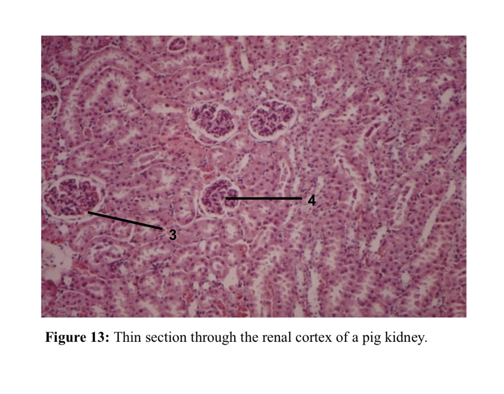 pig renal cortex and medulla