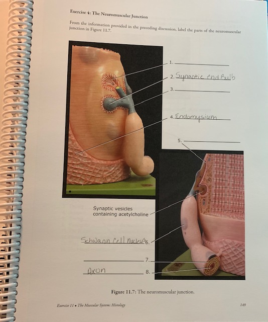 Solved: Exercise 4: The Neuromuscular Junction From The In... | Chegg.com