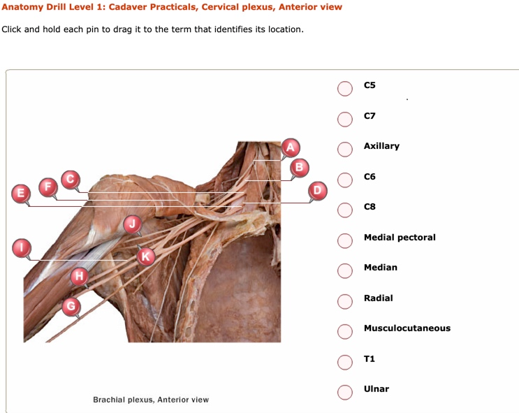 Solved Anatomy Drill Level 1 Cadaver Practicals Brachia