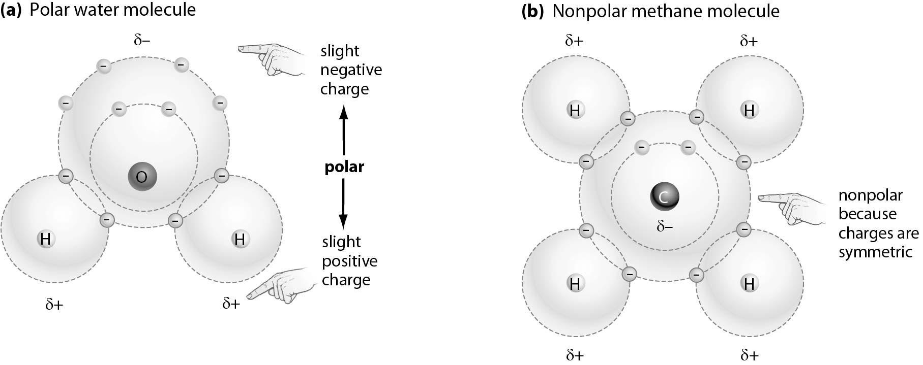 Solved Which of the following molecules is most likely to | Chegg.com