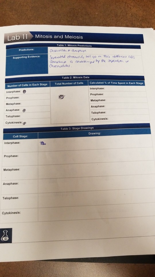 Lab 11 Mitosis And Meiosis Experiment 1 Observati...