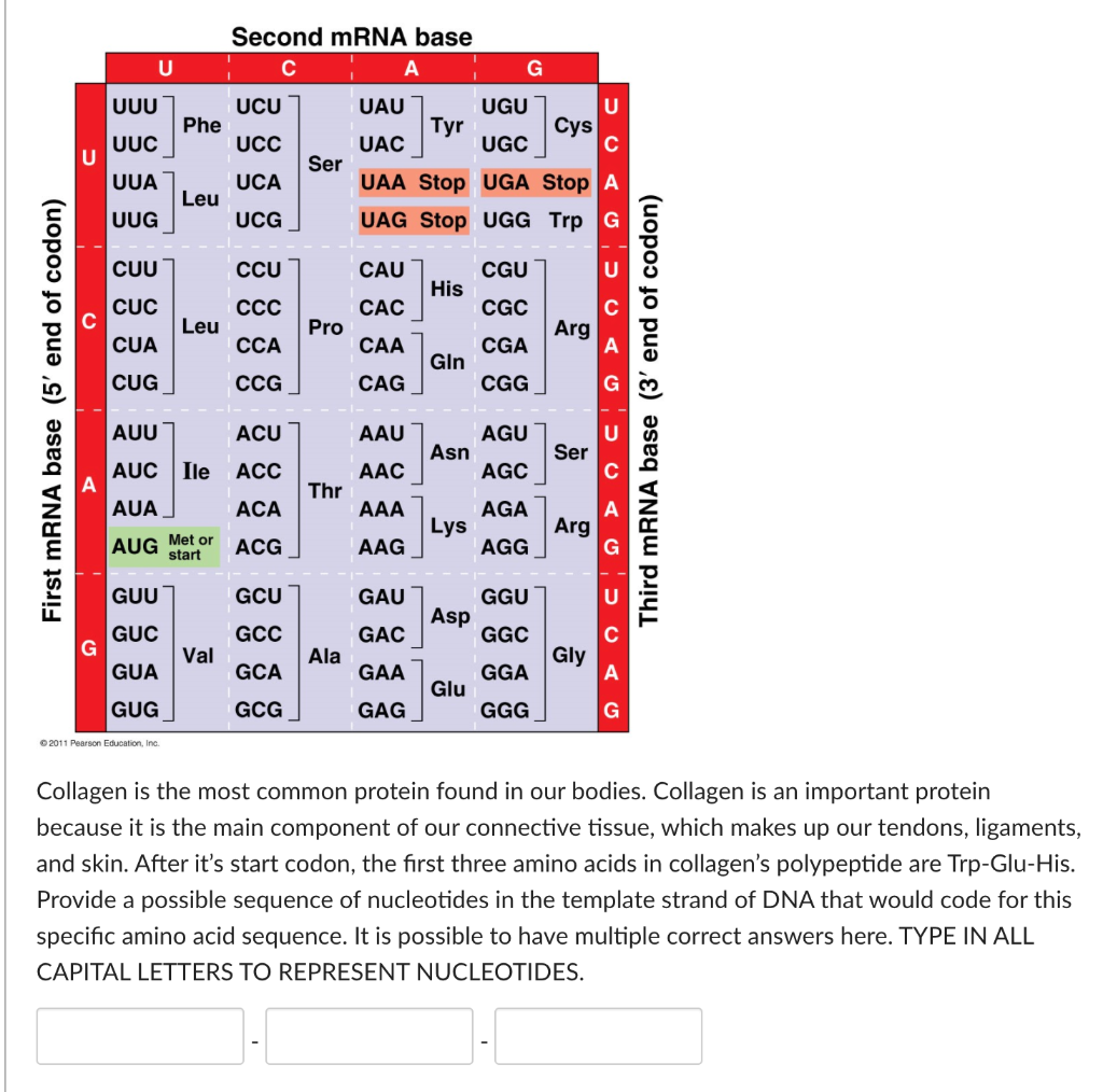 Solved Second Mrna Base с A U G Uuu Uau Ugu Ucu Phe Ucc Tyr