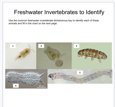 Solved Freshwater Invertebrates to identify Use the common 
