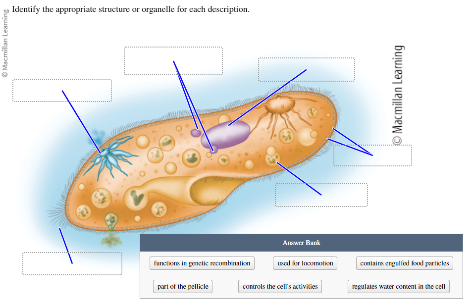 Solved Identify the appropriate structure or organelle for | Chegg.com