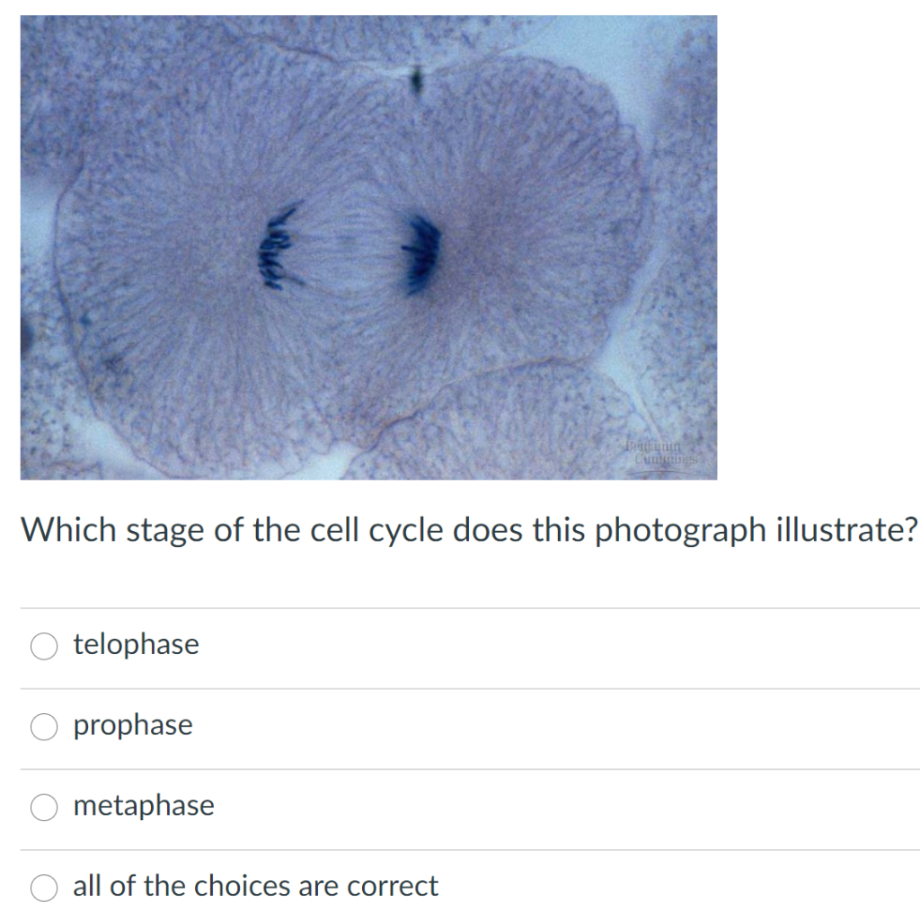 Solved Which phase of cell division does this photograph | Chegg.com