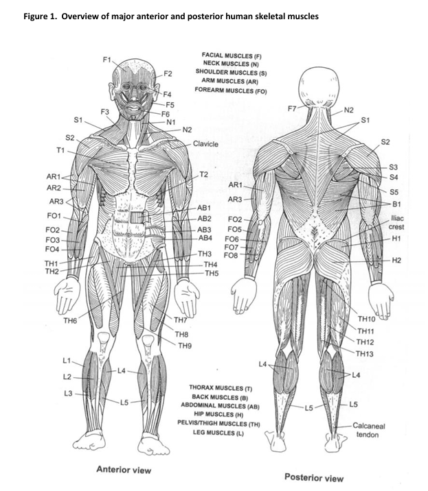 Figure 1. ﻿Overview of major anterior and posterior | Chegg.com